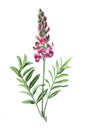 Onobrychis viciifolia, also known as Onobrychis sativa or common sainfoin flower. Antique hand drawn field flowers illustration. V