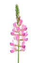 Onobrychis viciifolia, also known as Onobrychis sativa or common sainfoin. Flower on a white background