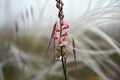 Onobrychis viciifolia, The sainfoin