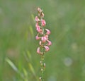 Onobrychis viciifolia, The sainfoin