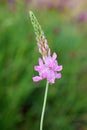 Onobrychis viciifolia , Sainfoin pink flower in green background