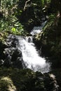 Onomea Falls cascading down a hillside in a rainforest in Papaikou, Hawaii