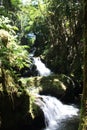 Onomea Falls flowing down a rocky hillside in a rainforest in Papaikou, Hawaii