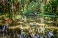 Onomea Falls Hawaii Royalty Free Stock Photo