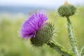 Onopordum acanthium in bloom in summer