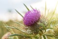 Onopordum acanthium in bloom