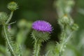 Onopordum acanthium cotton thistle biennial flowering purple pink plant, spiny tall plant in bloom Royalty Free Stock Photo