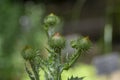 Onopordum acanthium cotton thistle biennial flowering purple pink plant, spiny tall plant in bloom Royalty Free Stock Photo