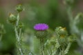 Onopordum acanthium cotton thistle biennial flowering purple pink plant, spiny tall plant in bloom Royalty Free Stock Photo