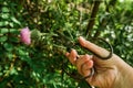 Onopordum acanthium cotton thistle, Scotch or Scottish thistle during harvest for preparing elixirs, tinctures and