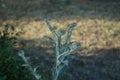 Onopordum acanthium is in early bloom in June. Berlin, Germany Royalty Free Stock Photo