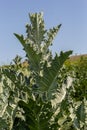 Onopordum acanthium is in early bloom in June. Onopordum acanthium, cotton thistle, Scotch or Scottish thistle, is a flowering Royalty Free Stock Photo