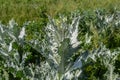 Onopordum acanthium is in early bloom in June. Onopordum acanthium, cotton thistle, Scotch or Scottish thistle, is a flowering Royalty Free Stock Photo