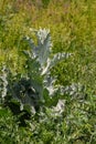 Onopordum acanthium is in early bloom in June. Onopordum acanthium, cotton thistle, Scotch or Scottish thistle, is a flowering Royalty Free Stock Photo