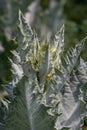Onopordum acanthium is in early bloom in June. Onopordum acanthium, cotton thistle, Scotch or Scottish thistle, is a flowering Royalty Free Stock Photo