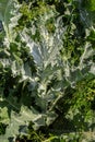 Onopordum acanthium is in early bloom in June. Onopordum acanthium, cotton thistle, Scotch or Scottish thistle, is a flowering Royalty Free Stock Photo