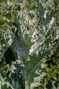 Onopordum acanthium is in early bloom in June. Onopordum acanthium, cotton thistle, Scotch or Scottish thistle, is a flowering Royalty Free Stock Photo