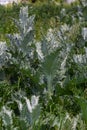 Onopordum acanthium is in early bloom in June. Onopordum acanthium, cotton thistle, Scotch or Scottish thistle, is a flowering Royalty Free Stock Photo