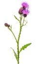 Onopordum acanthium flower
