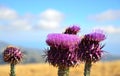 Onopordum carduelium in full bloom, Gran canaria Royalty Free Stock Photo