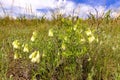 Onosma is the simplest, the buranchik family, blooms against the blue sky