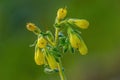 Onosma tornensis, syn. Onosma viride, extremely rare endemic plant from Hungary, flower detail.