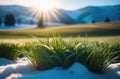 a sunny spring day, Beautiful delicate plants, the first spring grass, green grass grows from under the snow Royalty Free Stock Photo