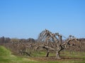 Lake Ontario upstate NY ancient Apple Orchards in April Royalty Free Stock Photo