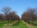 Lake Ontario southern shore Apple Orchards in NewYorkState in Apri Royalty Free Stock Photo