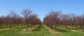 NYS Lake Ontario Apple Orchards in April banner image Royalty Free Stock Photo