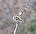 Ontario common birds , the white-throated sparrow