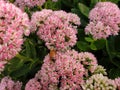 Ontario Sedum in Bloom Royalty Free Stock Photo