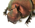 Onthophagus coenobita Royalty Free Stock Photo