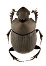 Onthophagus verticicornis Royalty Free Stock Photo