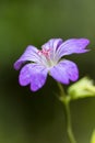 ontted Crane\'s-bill, Geranium nodosum Royalty Free Stock Photo