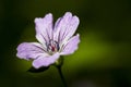 ontted Crane\'s-bill, Geranium nodosum Royalty Free Stock Photo