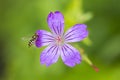 ontted Crane\'s-bill, Geranium nodosum Royalty Free Stock Photo
