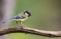 koolmees; great tit; Parus major Royalty Free Stock Photo