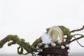 Onyx egg in nest Royalty Free Stock Photo