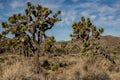 Onyx Mountain Peeks Through Joshua Trees