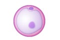 Oocyte as an immature egg Royalty Free Stock Photo