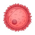 Oocyte Royalty Free Stock Photo