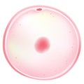 An oocyte is an immature egg. Royalty Free Stock Photo