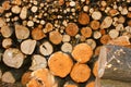 Oodles cut hornbeam logs as firewood Royalty Free Stock Photo