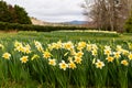 Oodles of daffodils adorn the hills at Gibbs Gardens in Georgia Royalty Free Stock Photo