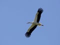 Ooievaar, White Stork, Ciconia ciconia Royalty Free Stock Photo