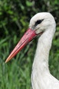 Ooievaar, White Stork, Ciconia ciconia Royalty Free Stock Photo