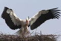 Ooievaar, White Stork, Ciconia ciconia Royalty Free Stock Photo