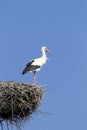 Ooievaar, White Stork, Ciconia ciconia Royalty Free Stock Photo