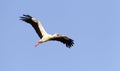 Ooievaar, White Stork, Ciconia ciconia Royalty Free Stock Photo